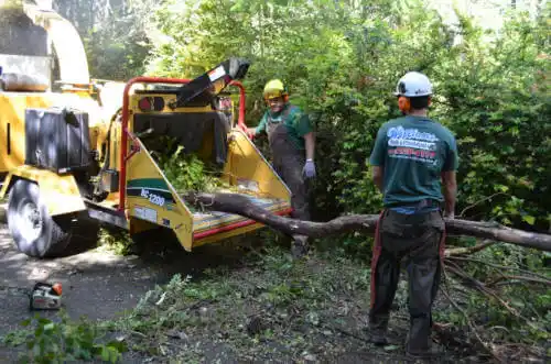 tree services Huntington Beach